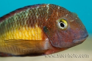 Tropheus sp. Kasanga