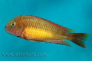 Tropheus sp. Kasanga