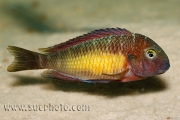 Tropheus sp. Kasanga