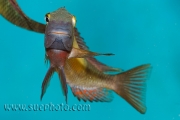 Tropheus sp. Kasanga