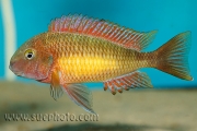 Tropheus sp. Kasanga