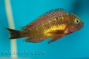 Tropheus sp. Kasanga