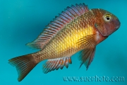 Tropheus sp. Kasanga