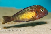 Tropheus sp. Kasanga