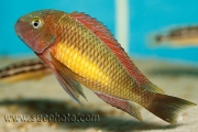 Tropheus sp. Kasanga