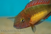 Tropheus sp. Kasanga