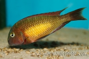 Tropheus sp. Kasanga