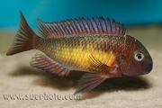 Tropheus sp. Kasanga