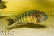 Tropheus sp. Namansi I