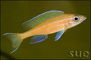 Paracyprichromis nigripinnis Blue Neon