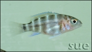 Cyphotilapia frontosa Bulumbora