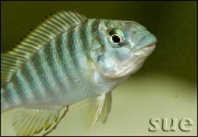 Petrochromis polyodon Kachese