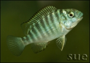 Petrochromis polyodon Kachese