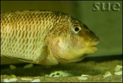 Petrochromis texas Gold