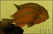 Tropheus sp. Ndole red fluorescent