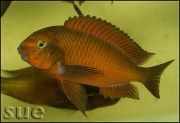 Tropheus sp. Ndole red fluorescent