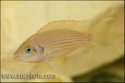 Neolamprologus pulcher Isanga