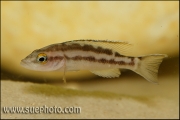 Neolamprologus buescheri Cape Kachese