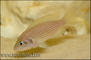 Neolamprologus pulcher Isanga