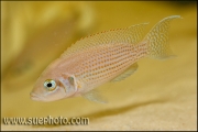 Neolamprologus pulcher Isanga