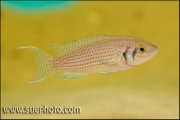 Neolamprologus pulcher Isanga