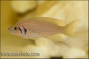 Neolamprologus pulcher Isanga