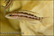 Neolamprologus buescheri Cape Kachese