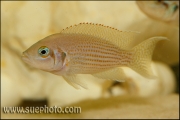 Neolamprologus pulcher Isanga