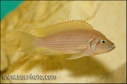 Neolamprologus pulcher Isanga