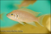 Neolamprologus pulcher Isanga