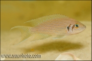 Neolamprologus pulcher Isanga