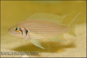 Neolamprologus pulcher Isanga