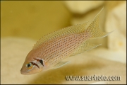 Neolamprologus pulcher Isanga