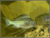 Ophtalmotilapia ventralis Longola