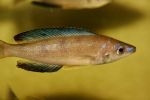 Cyprichromis microlepidotus Karilani