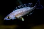 Cyprichromis sp. "Leptosoma Jumbo" Kitumba