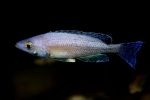 Cyprichromis sp. "Leptosoma Jumbo" Kitumba