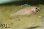 Paracyprichromis nigripinnis Blue Neon