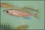 Paracyprichromis nigripinnis Blue Neon