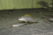 Xenotilapia sp. "Papilio Katete"