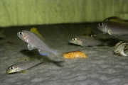 Xenotilapia sp. "Papilio Katete"