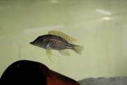 Gnathochromis permaxillaris