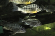 Limnotilapia dardennii