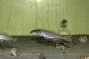 Xenotilapia flavipinnis Isanga