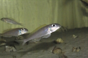 Xenotilapia flavipinnis Isanga