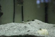 exLamprologus ocellatus Isanga