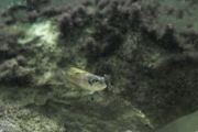 exLamprologus ocellatus Isanga