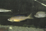 Cyprichromis microlepidotus Bulu Point