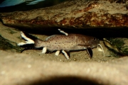 Synodontis granulosus