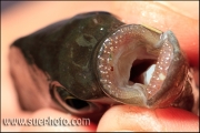 Zęby Petrochromis fasciolatus
